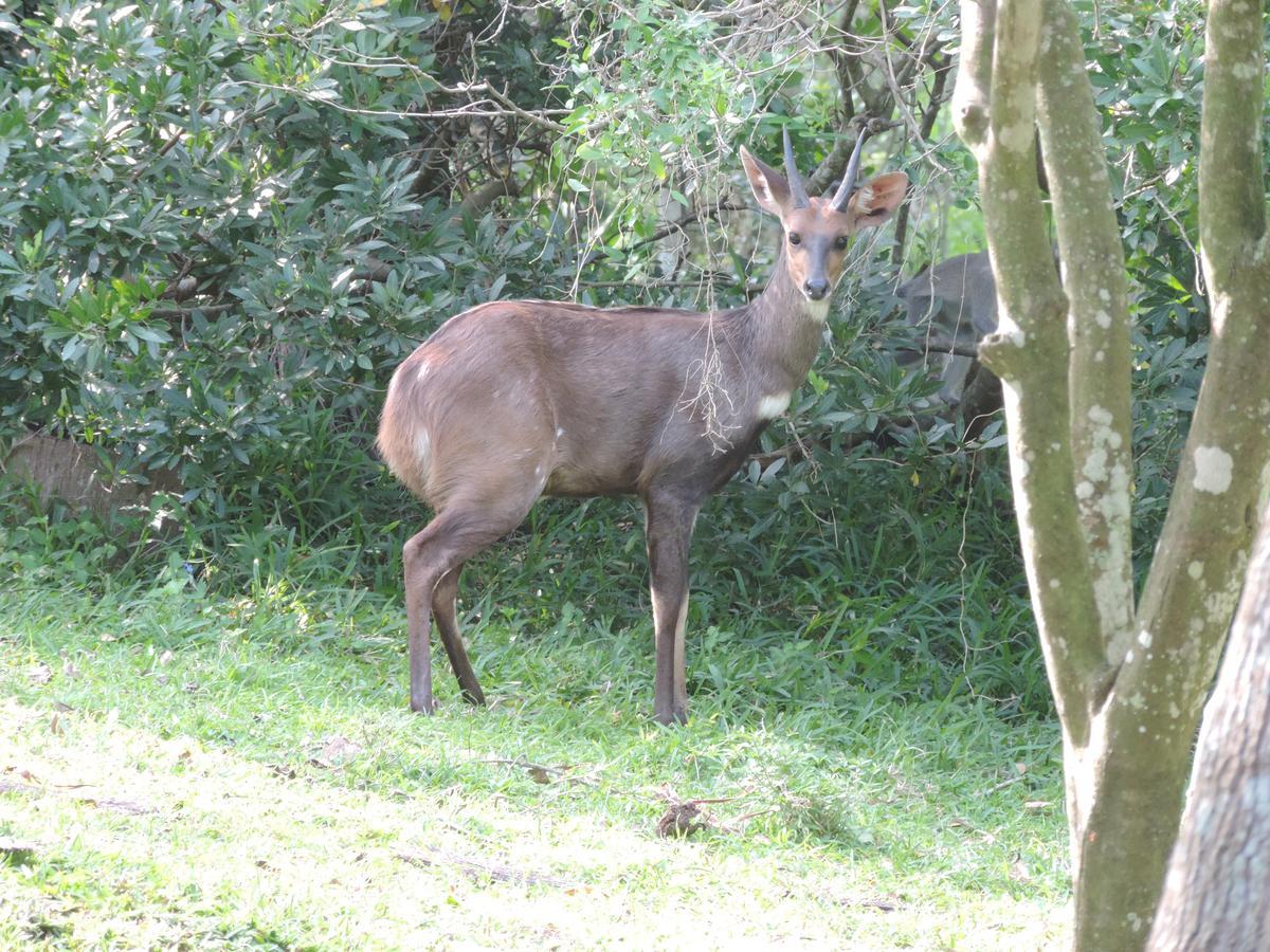 St Lucia Kingfisher Lodge מראה חיצוני תמונה